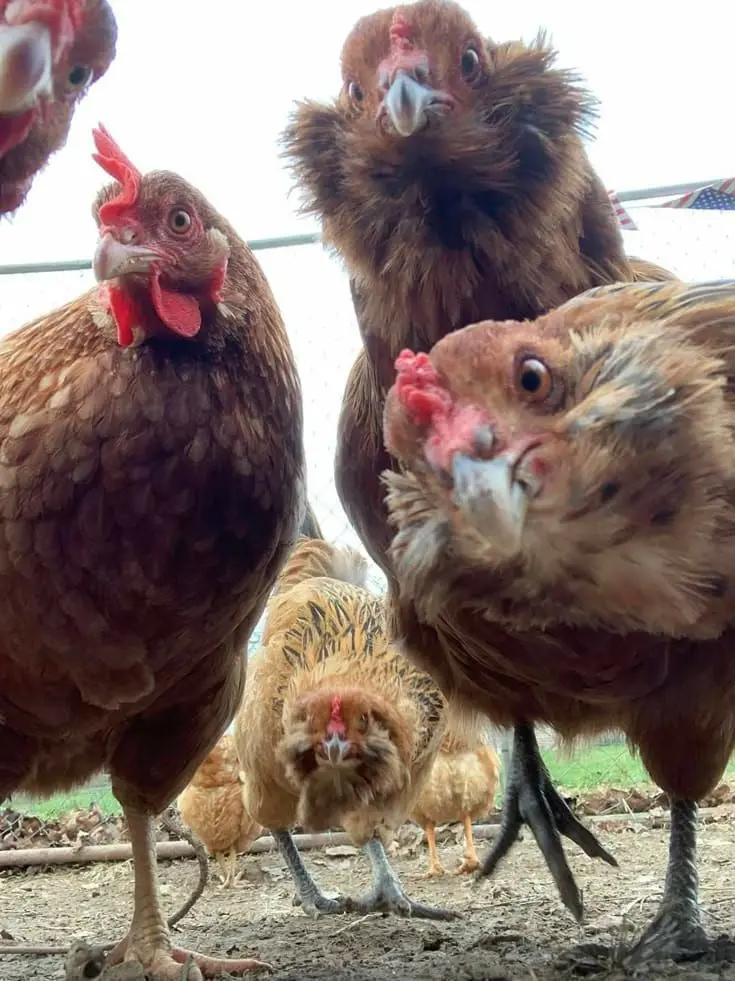 Azure0.2의 Chickens rp