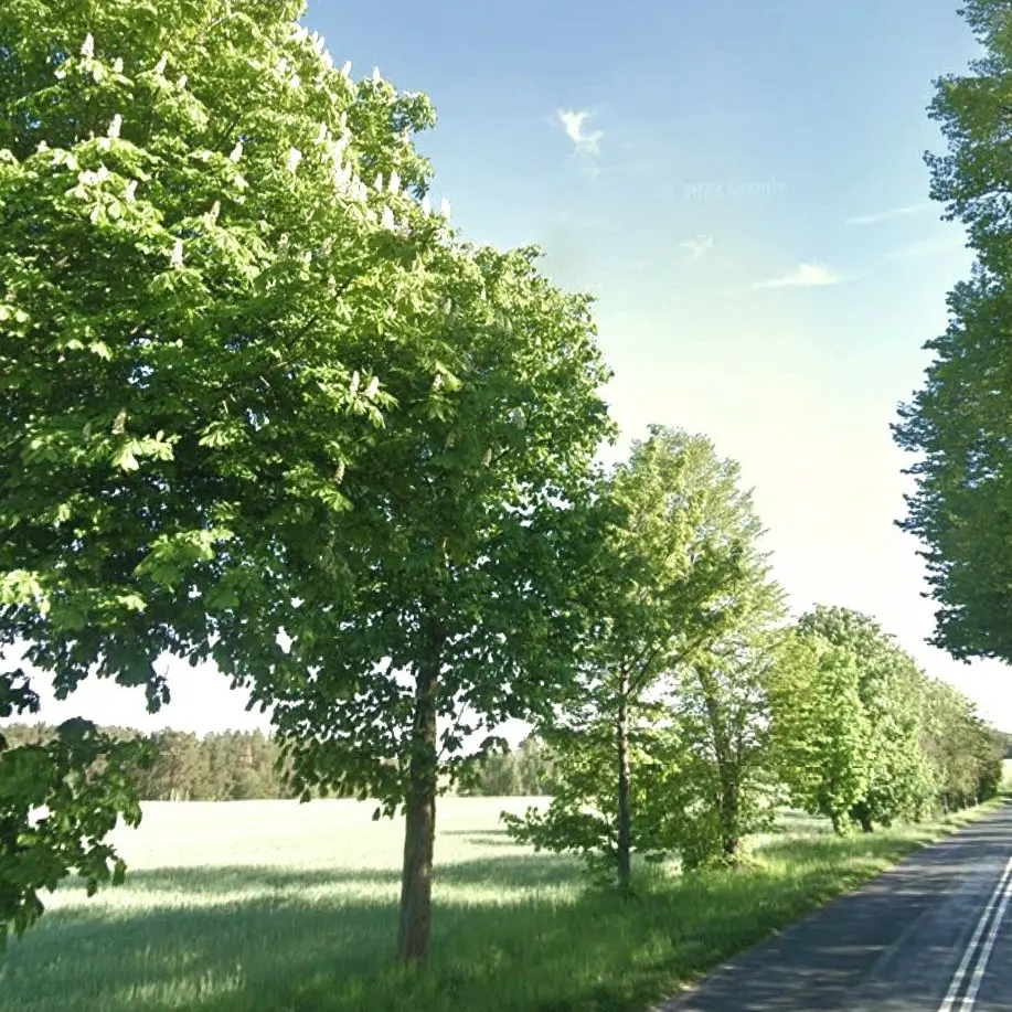 SolemnStale2034의 오토 레이니