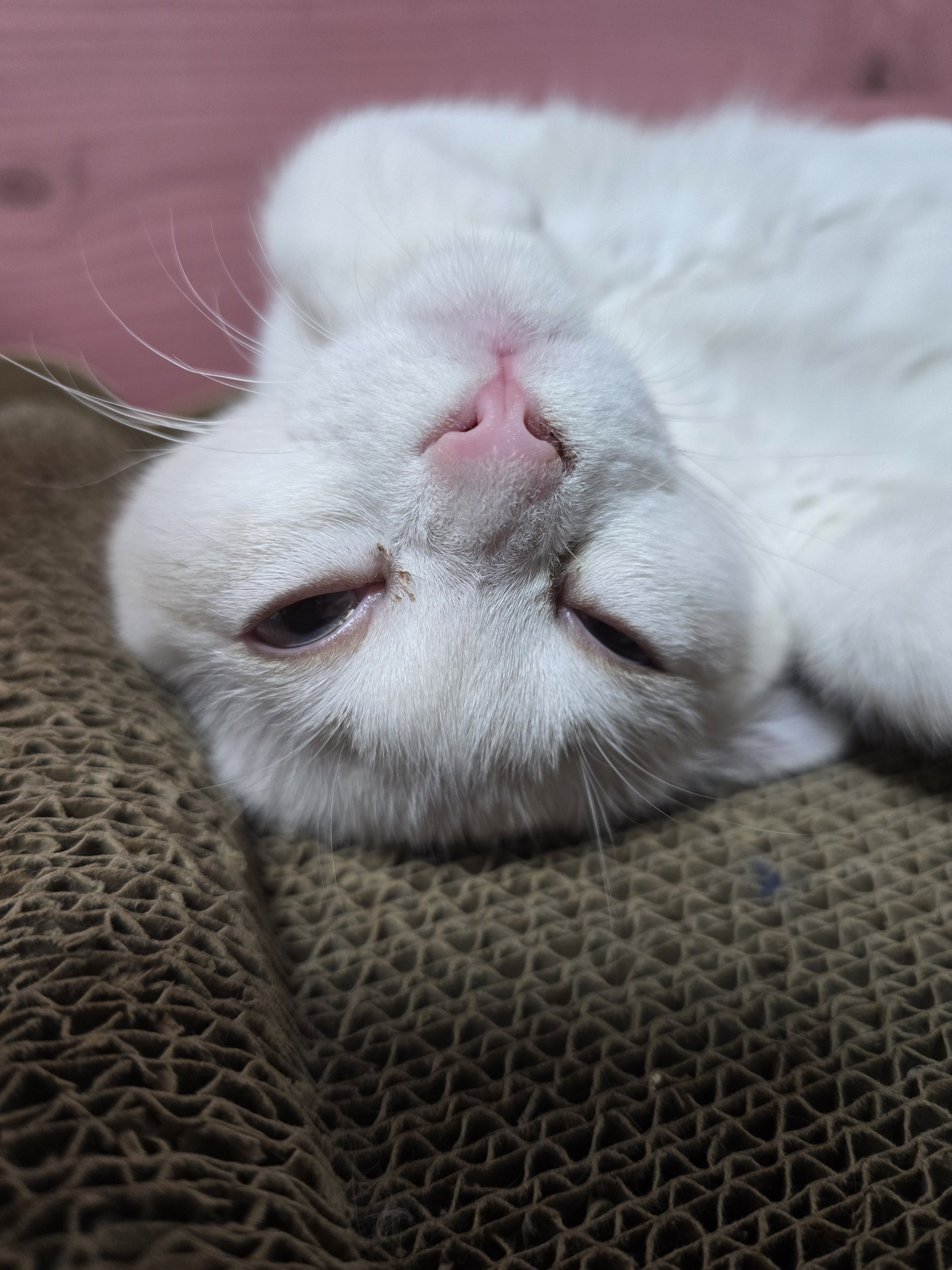 체인소맨 대표 이미지