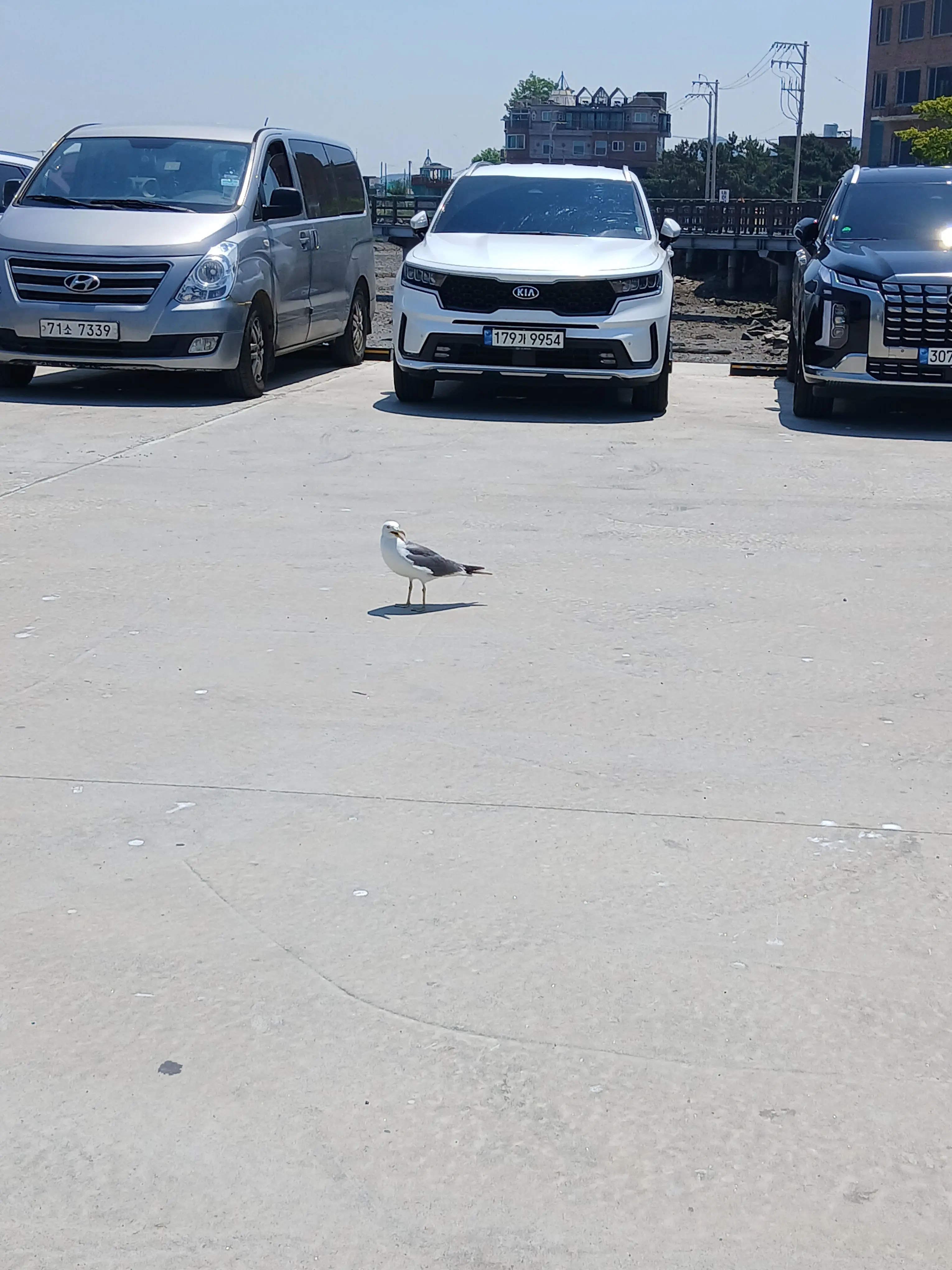 CoralRobin1559의 꽥탐 마법학교+여우, 홍챠님