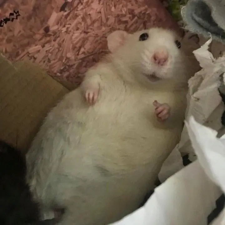 Cod_snowman의 꼬질꼬질 뻔뻔한 아기쥐