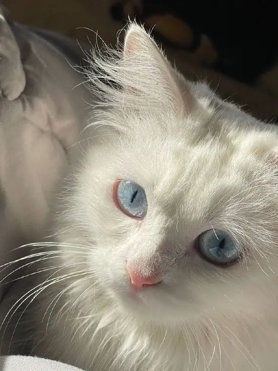 izonsyo_www의 猫×猫獣人