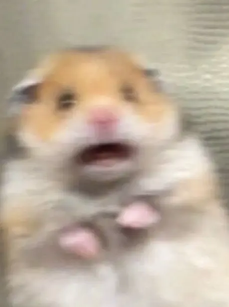 SpongyPiu4304의 高校生