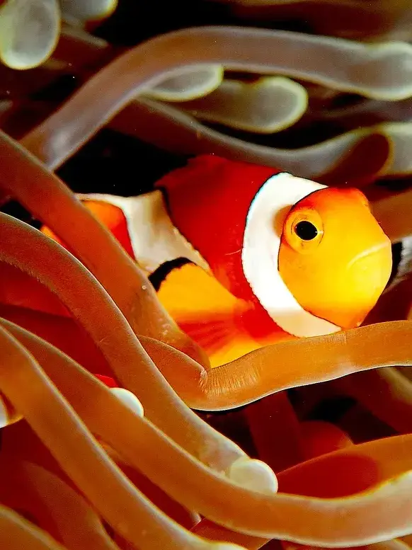 Miliops123의 누구세요? ..네? 제 여사친이요?