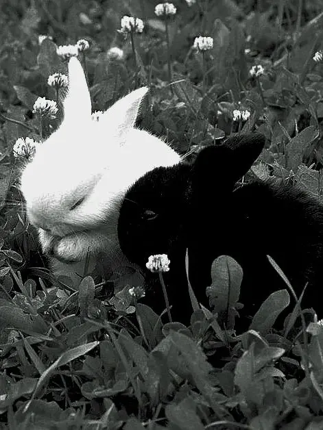 T.D의 BUNNIES