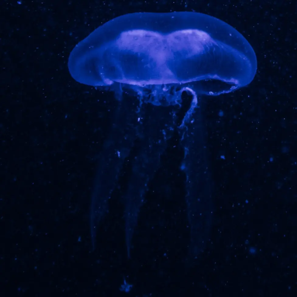 ChillyOkapi9094의 바닷속 여러마리 해파리