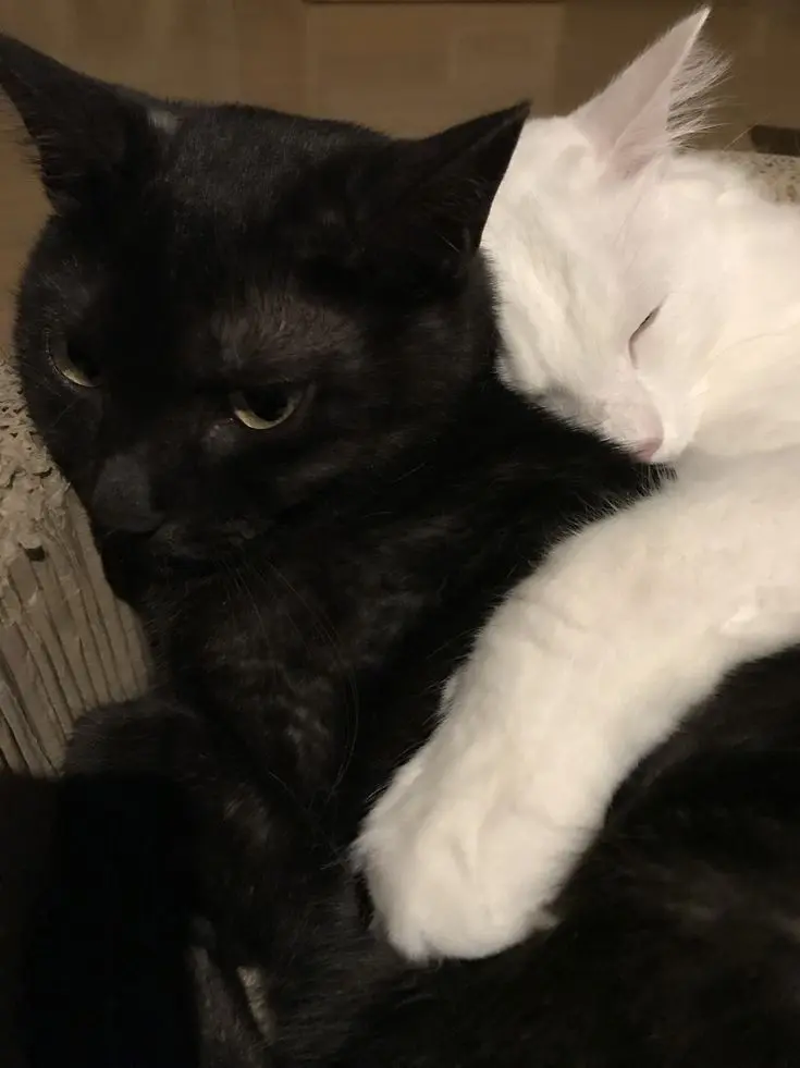 .....ux의 捨て猫