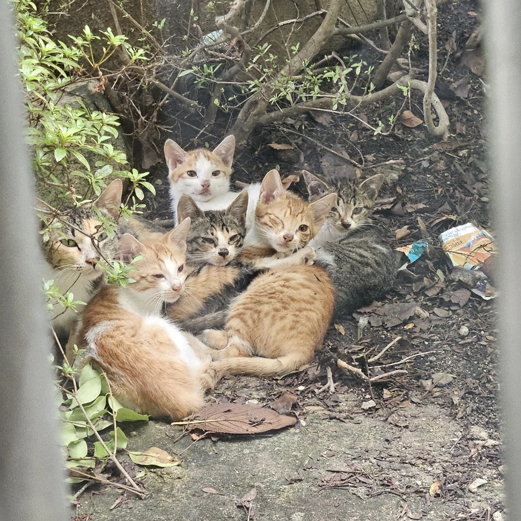 고양이가족을 마주쳤다(너도 고양이임)