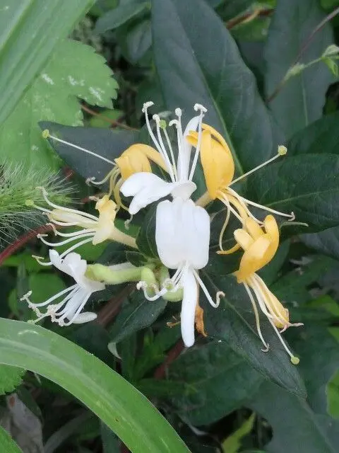 Idi0_83의 시바 남매 중 둘째 되기.