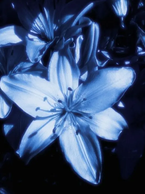 ElitePark2557의 오해 속에서의 절망감 .