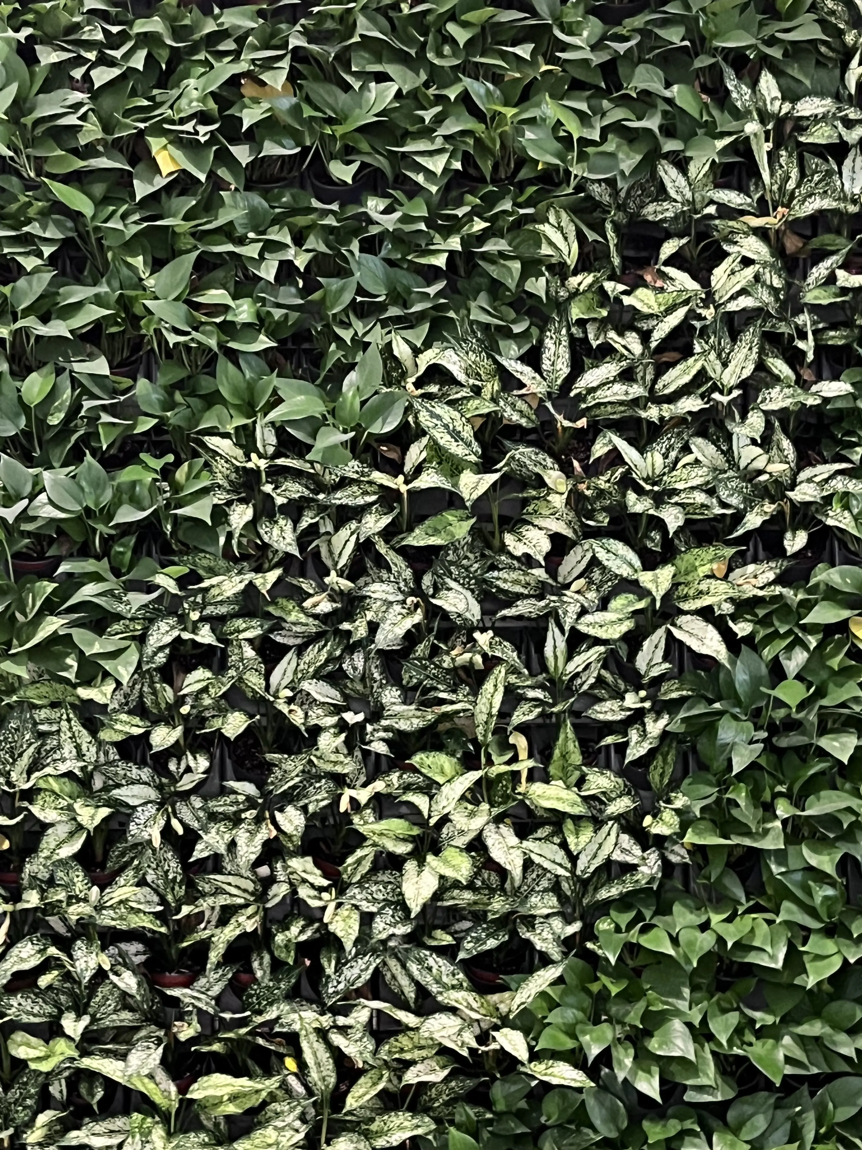 _________________-__의 青春[靑春]