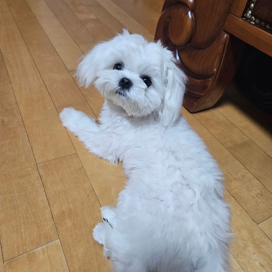 SuperbOx6149의 🐶💛강아지 겨울💛🐶