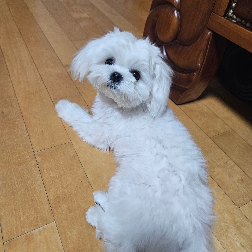 🐶💛강아지 겨울💛🐶