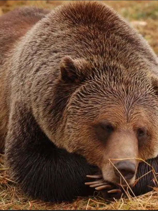 PettyShock4042의 パジャマだって駆けつけてね！パロ！