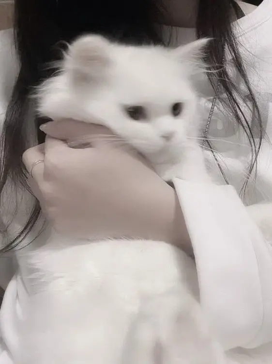 Sv_t_hanni의 ハニが猫ちゃんになっちゃった！？