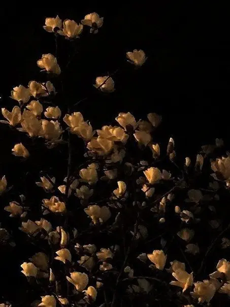 Sunfloweratdawn0812의 0423