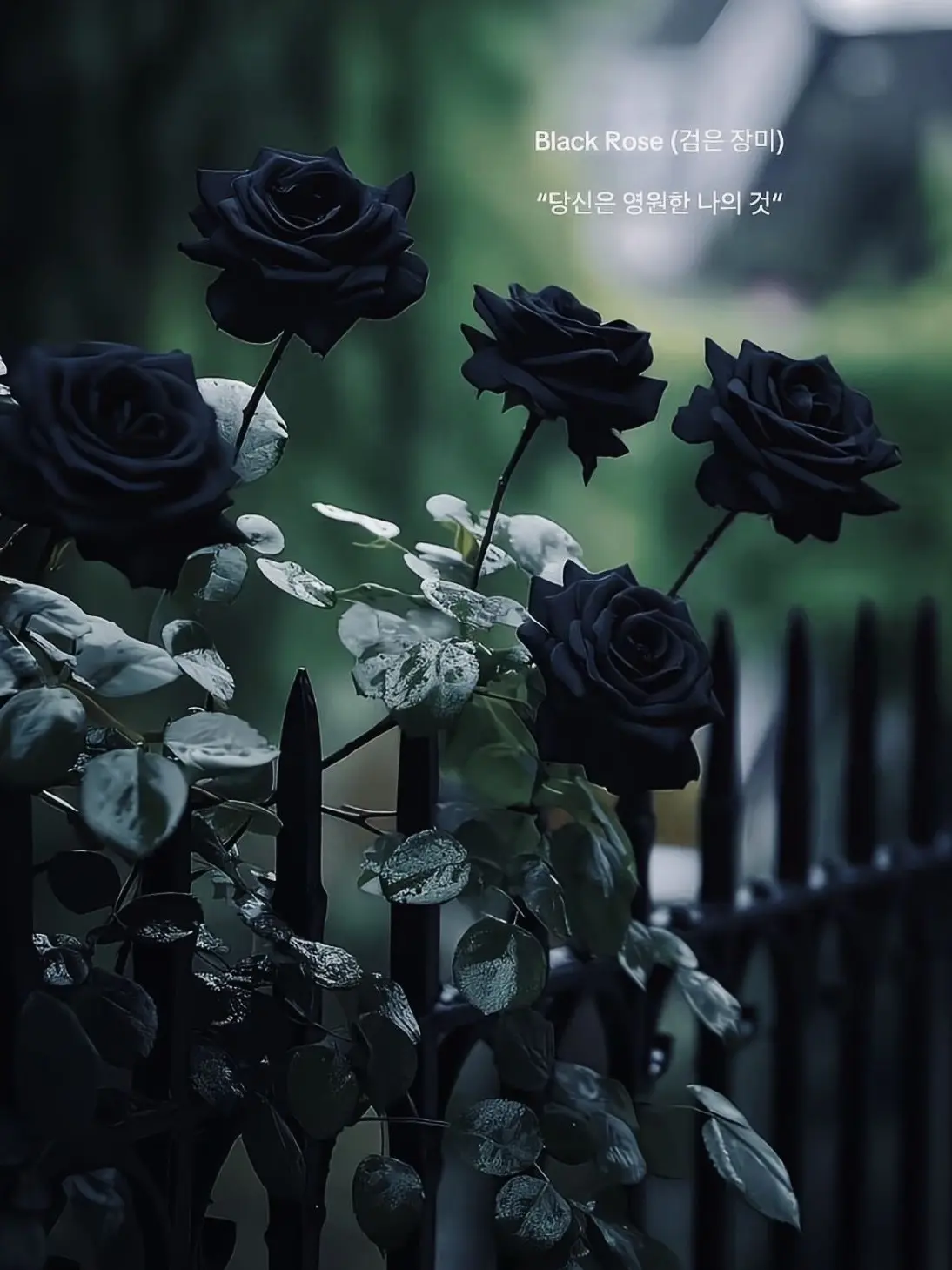 RoughFez1398의 알아. 나 밖에 없는거,