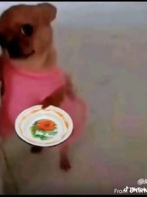 RudeCliff9405의 헌시조와 동료가 됀 당신.