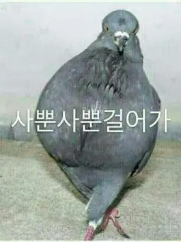 TrueAnise5237의 마법사맛 쿠키