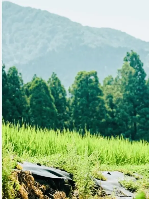 Kinakobar1008의 終わらない夏休み