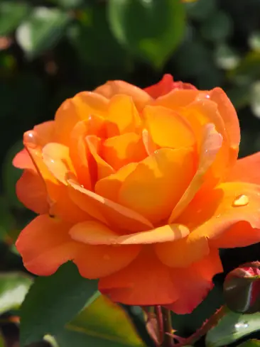 KAIRA8124의 けも．🧡