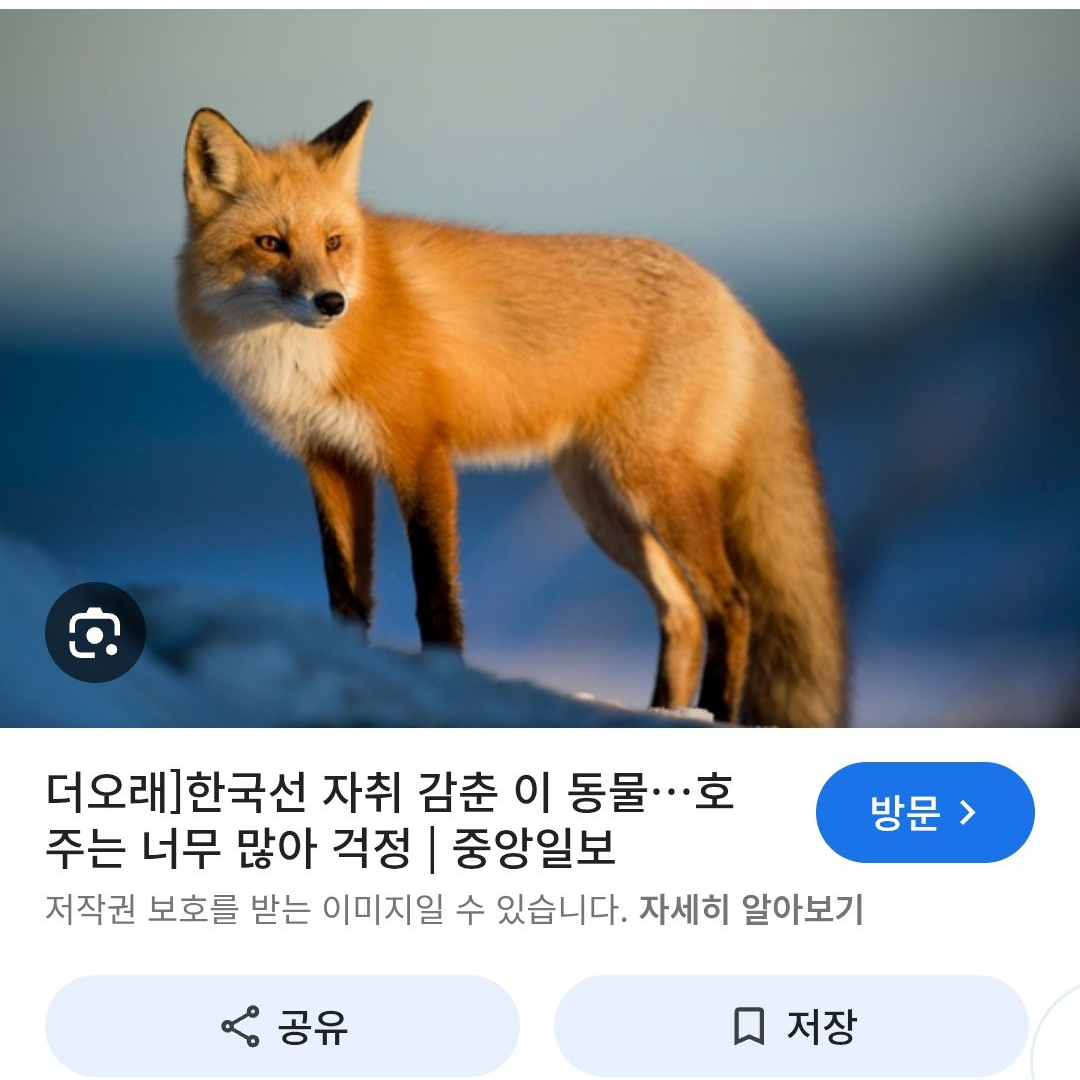여우의 거짓말 대표 이미지