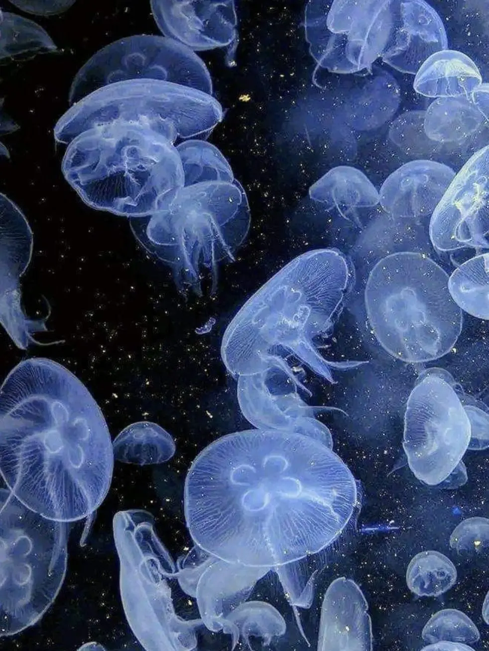 BigEagle6440의 クラゲのような人でした