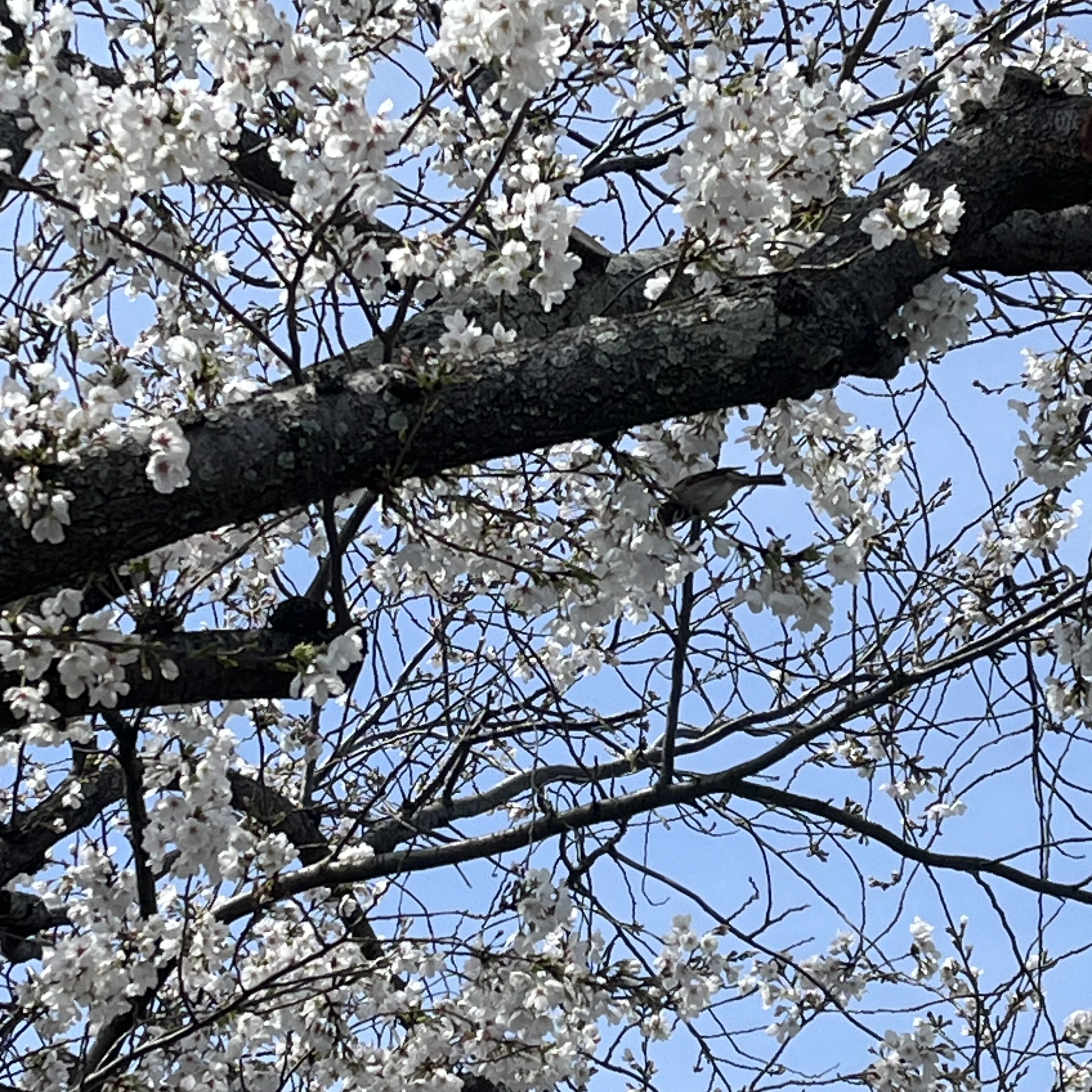 日常と言う名のコメディ