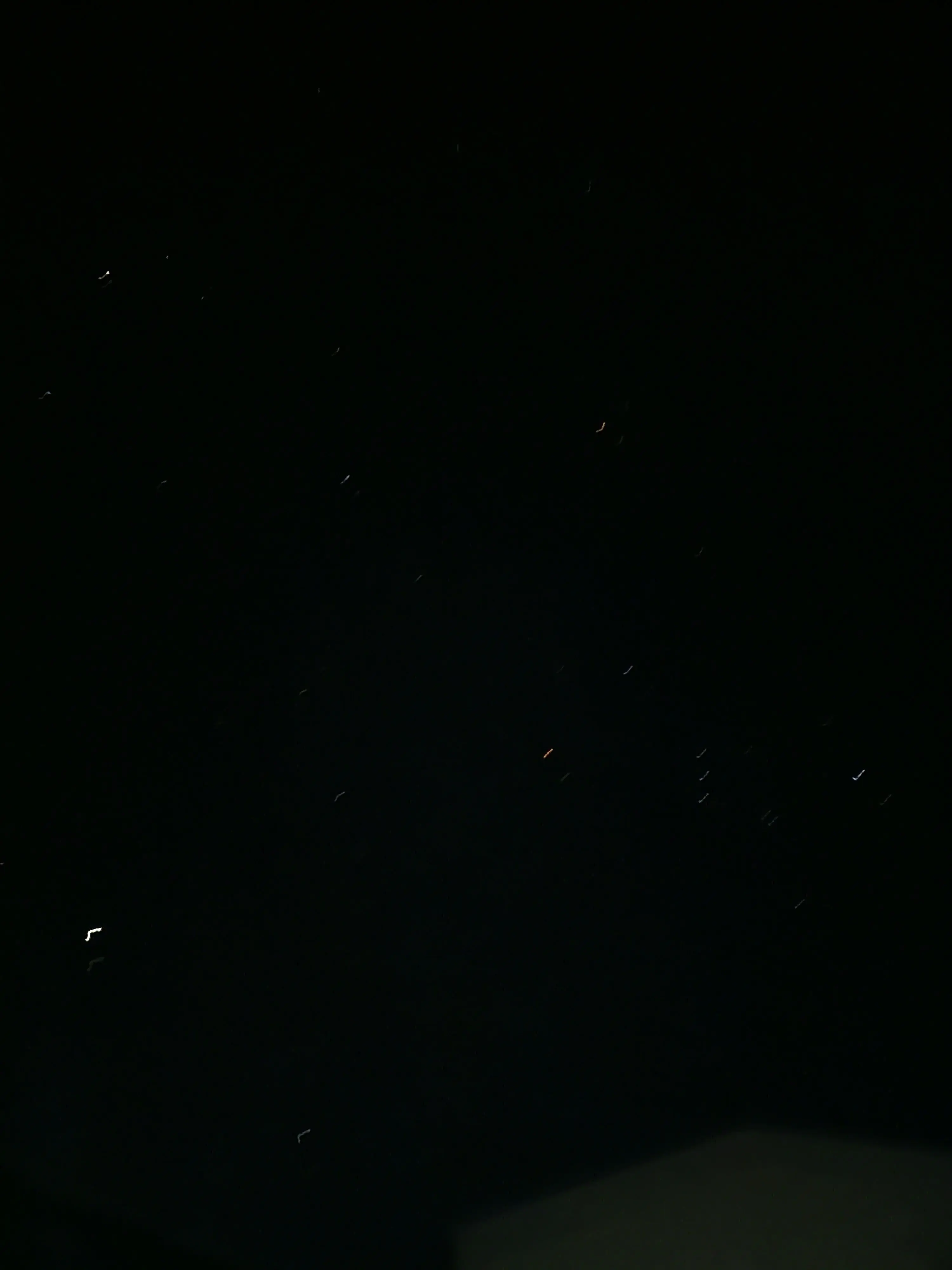 StoutDorgi7189의 곰