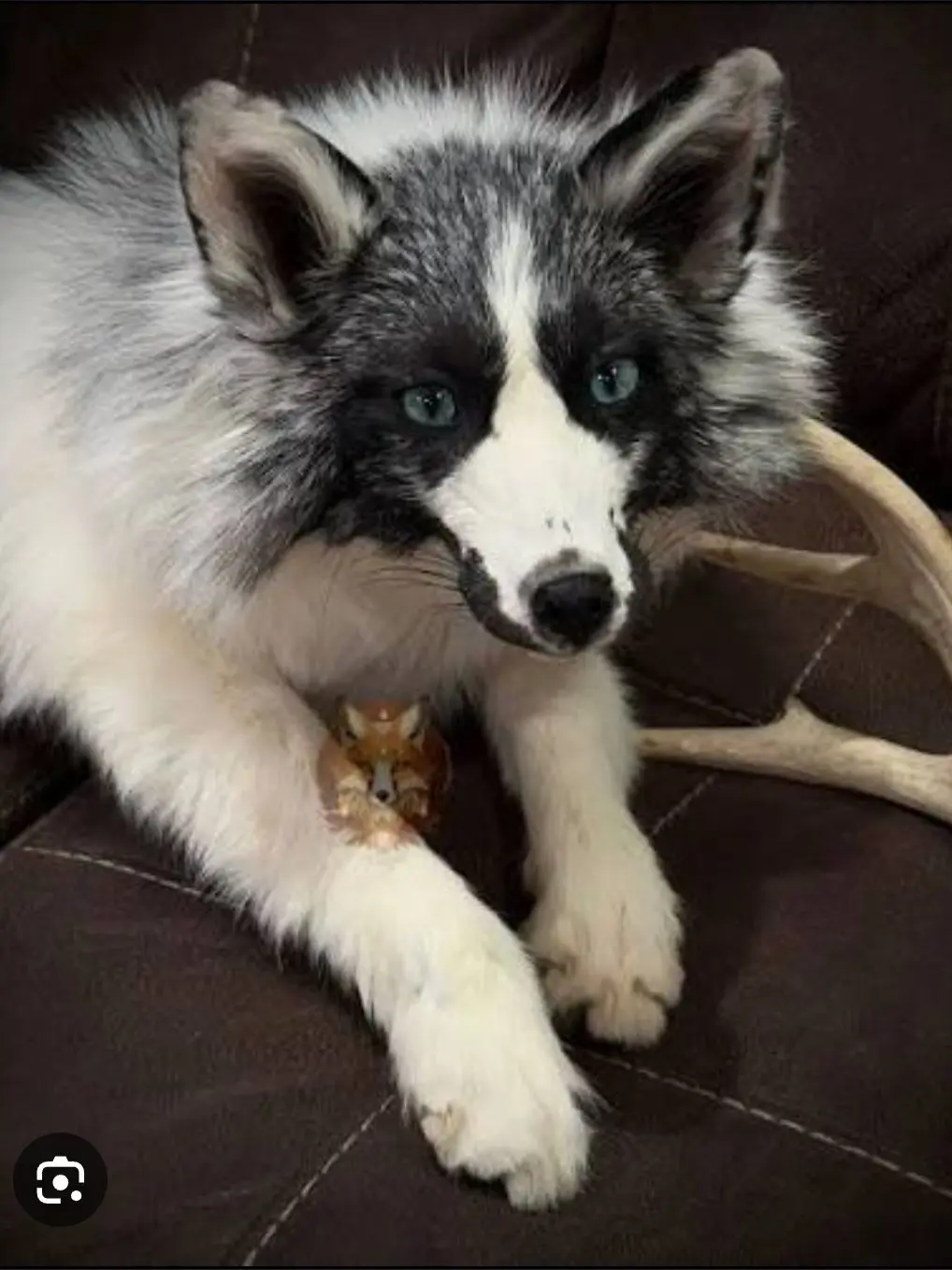 Nightmare_666의 Your pet fox