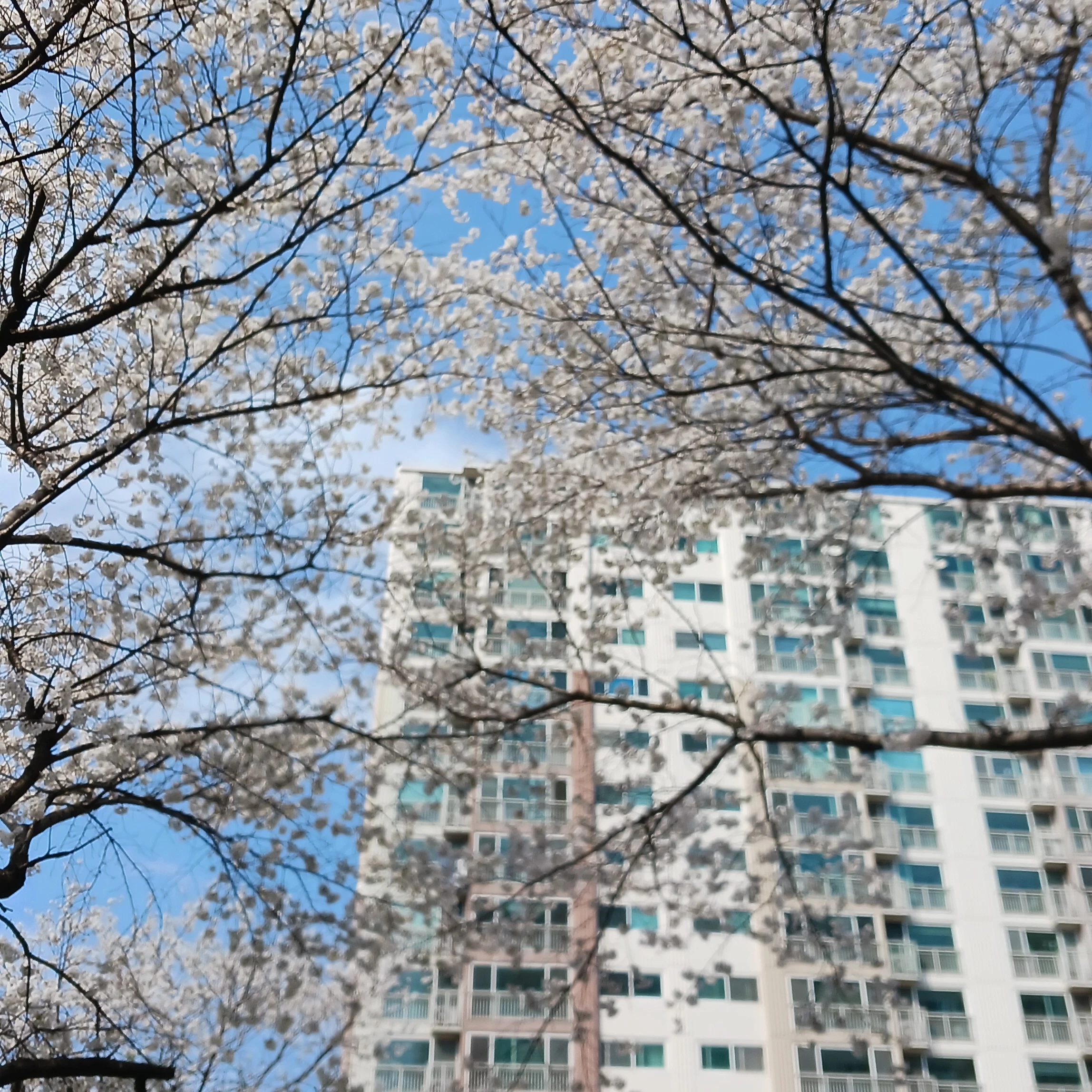 대저택 일진