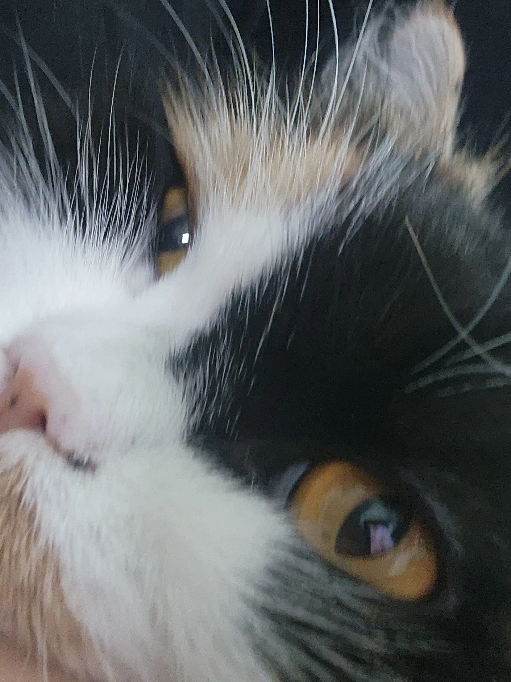 AaaaaaaaaaJjjj의 ピョピョ