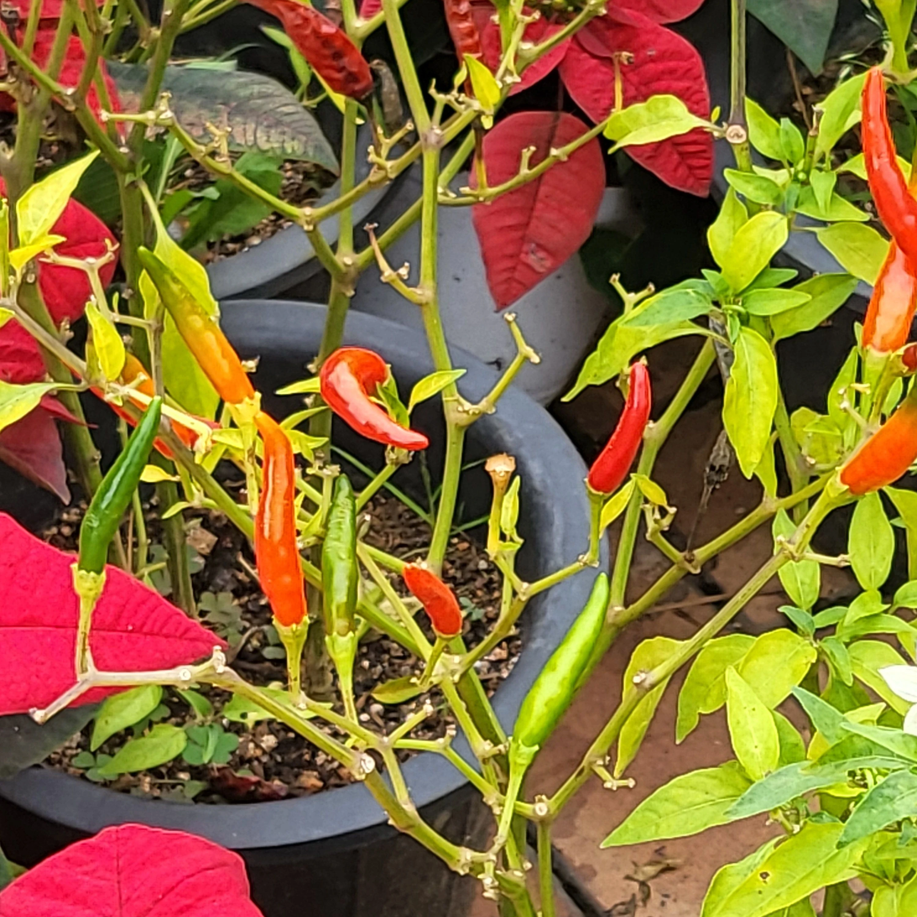 밭에서 호박농사..그런데..?