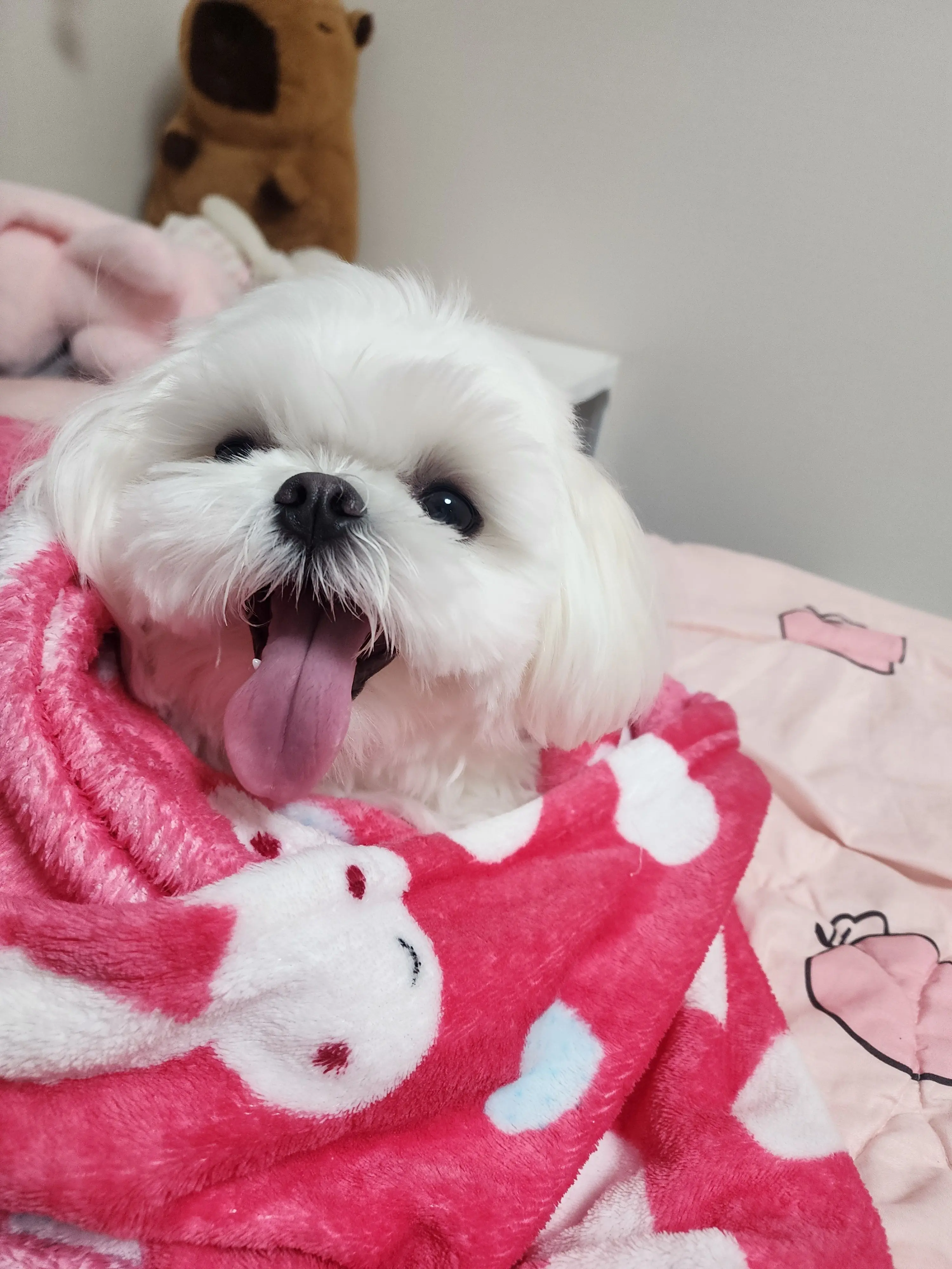 KnottyTick7658의 멍뭉이 키우기