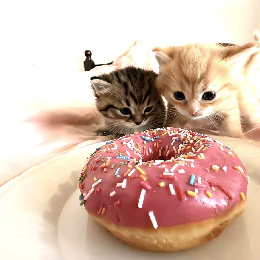 バカップルと同室