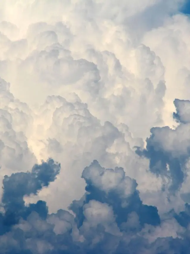 EggyDiet1838의 리레& 싸이코드& 스코시즘 수인 유저