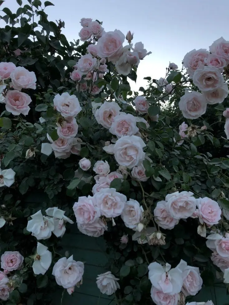 dainyanchu의 優柔不断