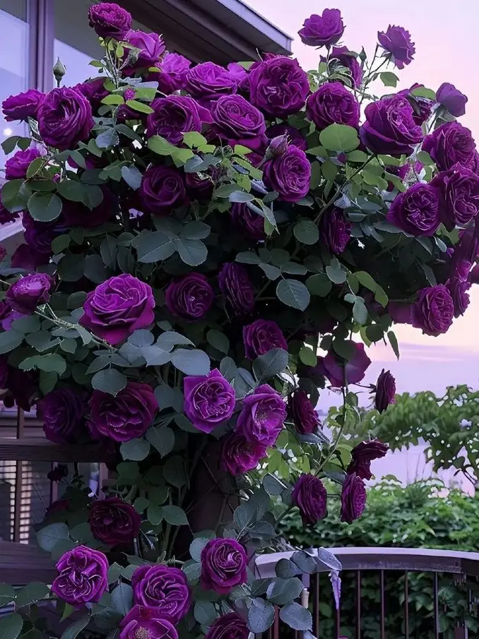 MeekLadle3434의 ☔️🥀