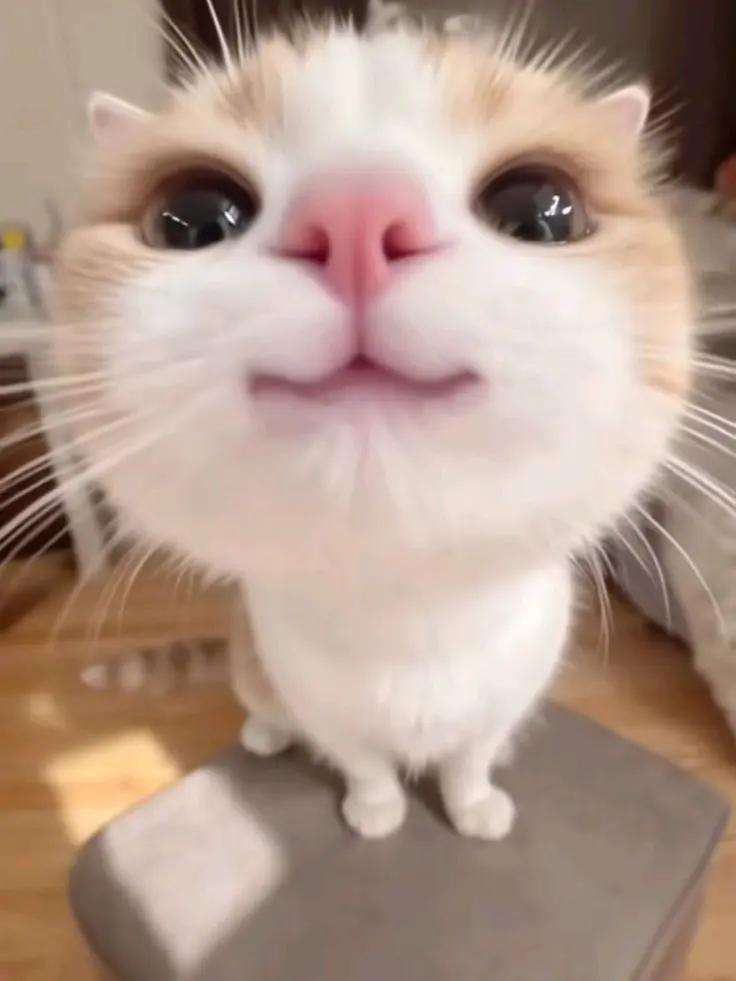 YoungBurp9107의 냐옹