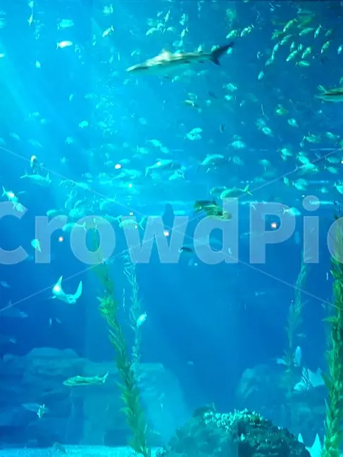 LoyalPlush5129의 저는 그들만의 인어입니다.