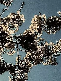 Hindside의 흔들리는 꽃은 아무도 보살피지 못해