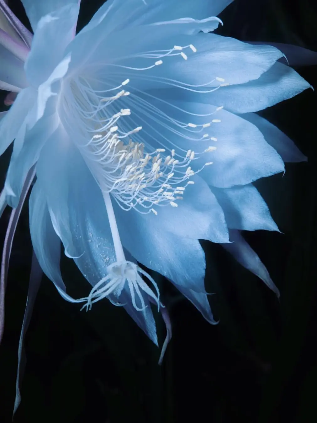 Makoto_49의 月が綺麗ねと言われたい！