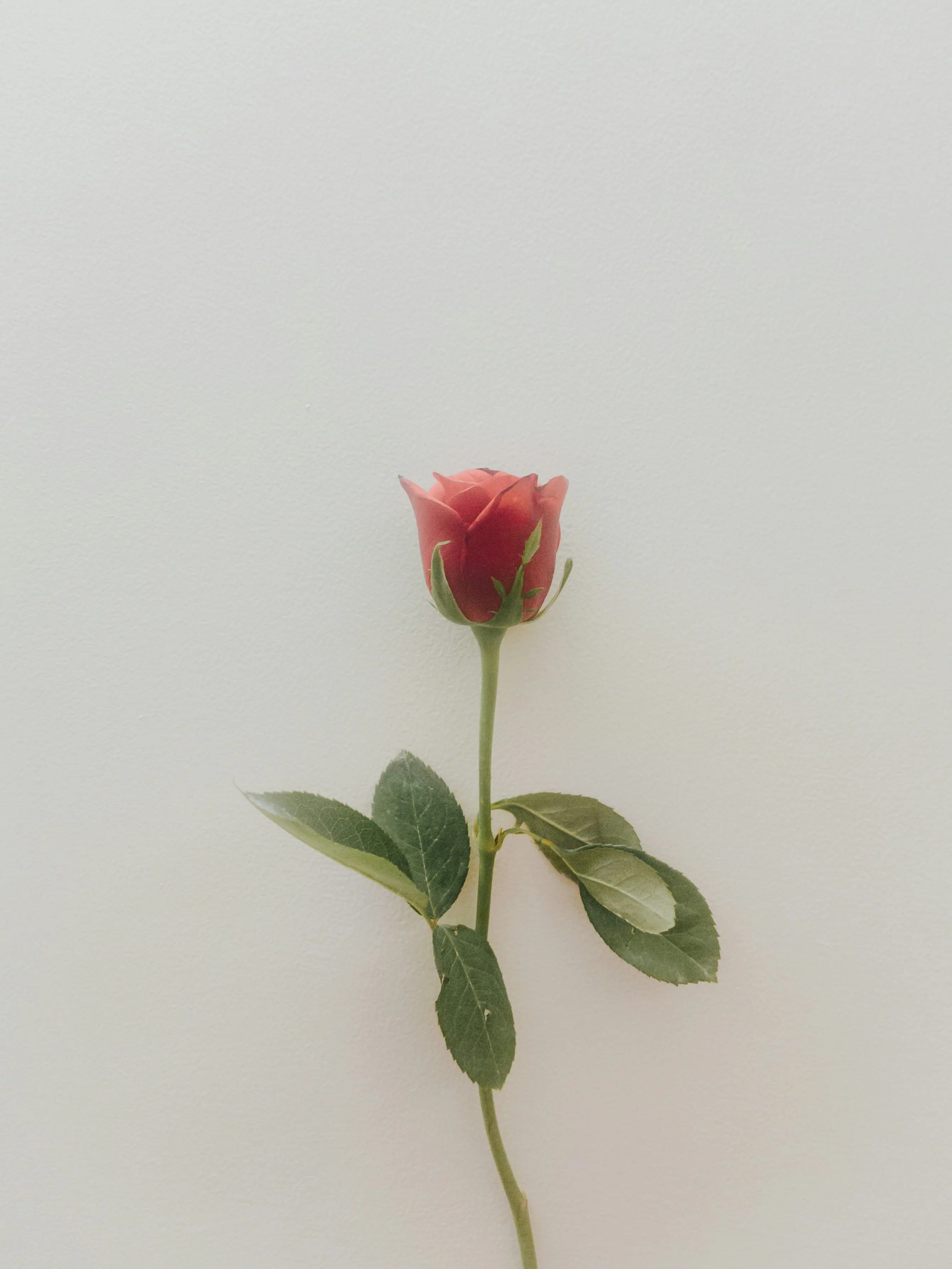 jk7의 🪶 사이 좋은 의남매