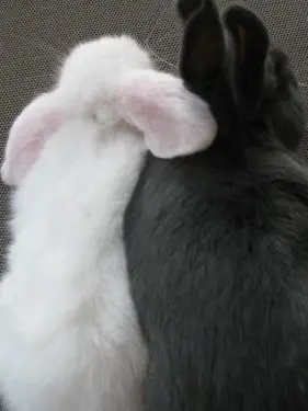 kittyandrabbit의 .