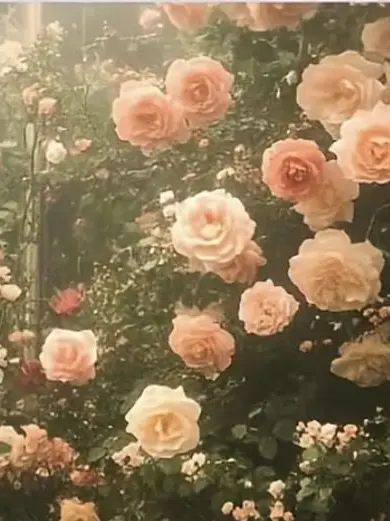 kaibutu4의 求婚　~akg ~