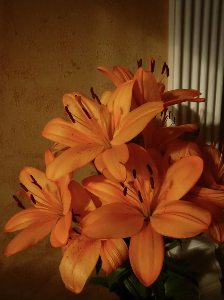 dpxnp의 이 갈이를 시작한 수인 남친?!