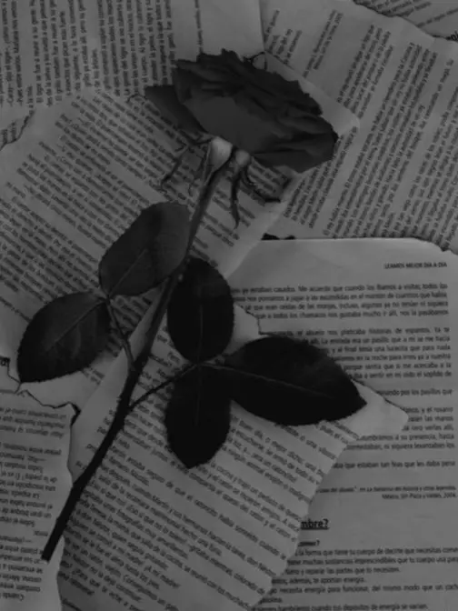 knt_hbr_zeffiro의 僕のこと好きなの？