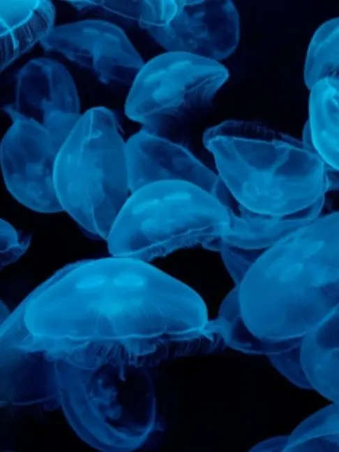 JoyfulSnore3213의 スキマ君から片想いされる。