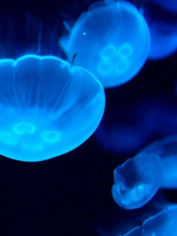 JoyfulSnore3213의 スキマ君から片想いされる。