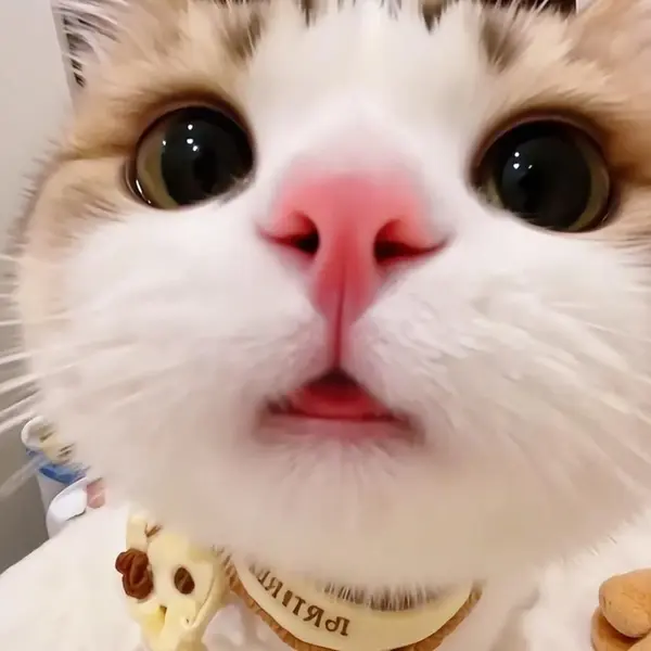 Olmangmother의 올망이를 줍줍해서 집사되기!